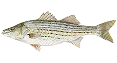 640x427-Bluefish-NOAAFisheries.png